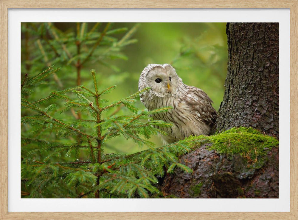 Ural Owl | Poster