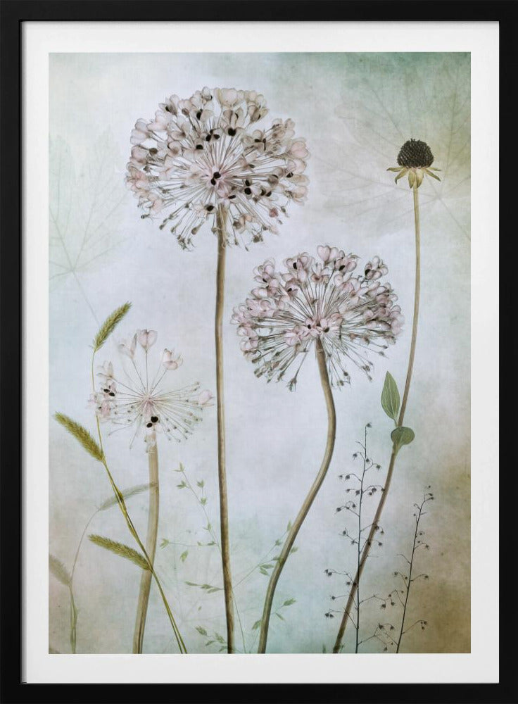 Allium | Poster