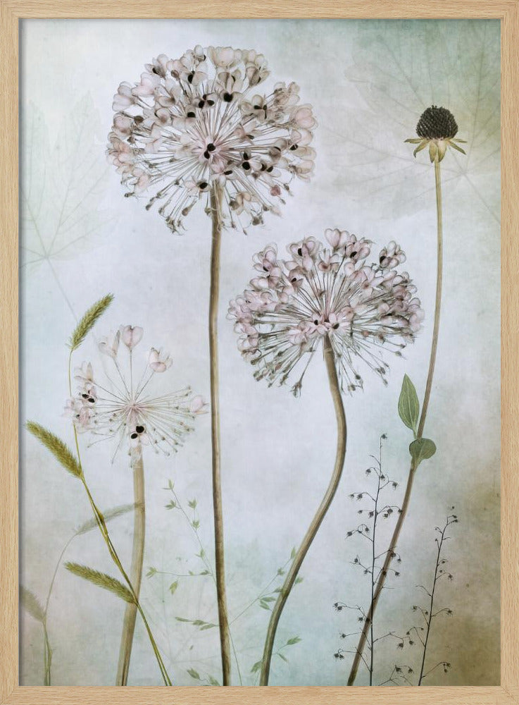 Allium | Poster
