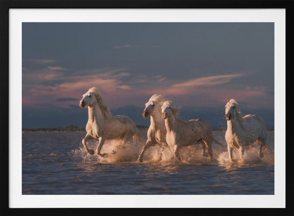 Angels of Camargue | Poster