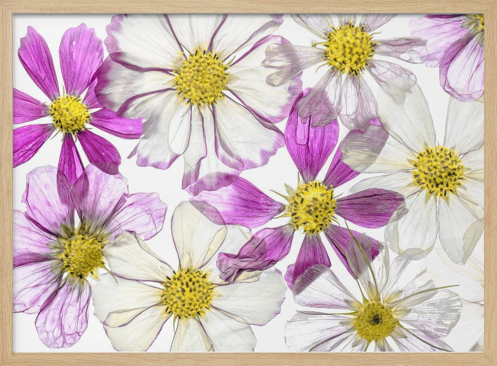 Keeping Summer | Poster