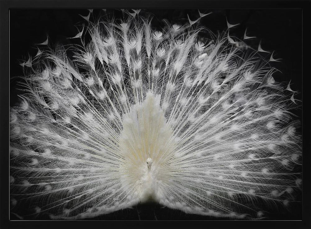 black and white, | Poster