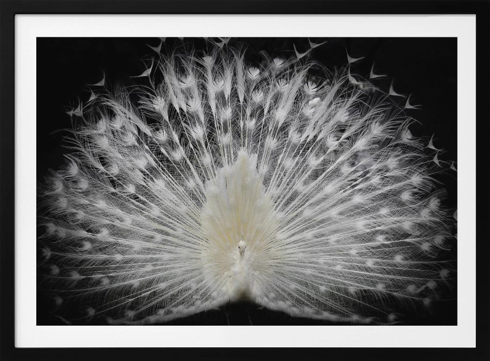 black and white, | Poster