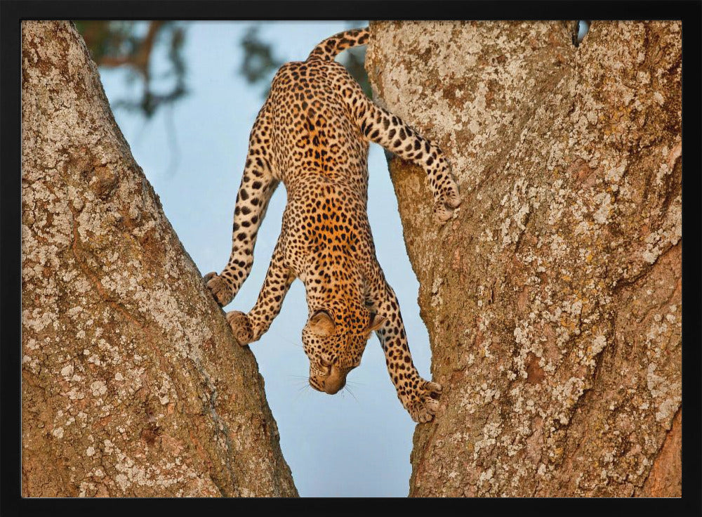 Upside Down | Poster