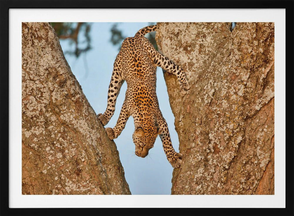 Upside Down | Poster