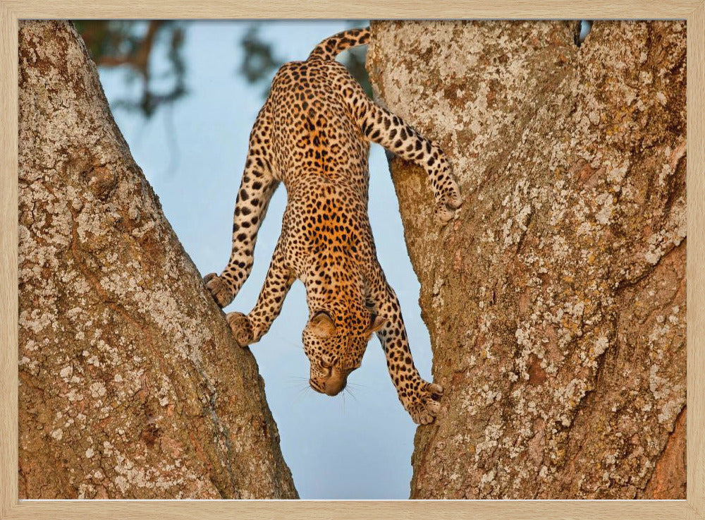 Upside Down | Poster