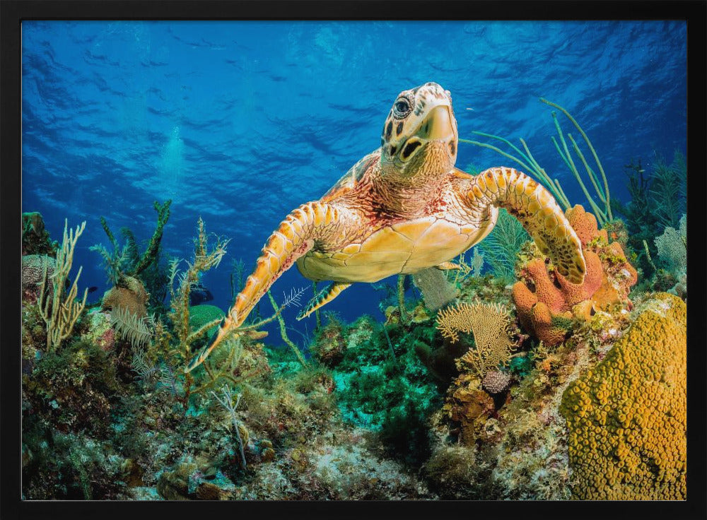 Hawksbill turtle swimming through Caribbean reef | Poster