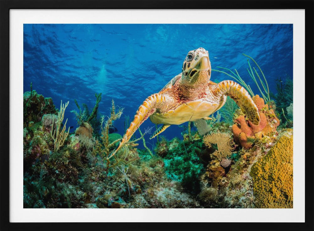 Hawksbill turtle swimming through Caribbean reef | Poster