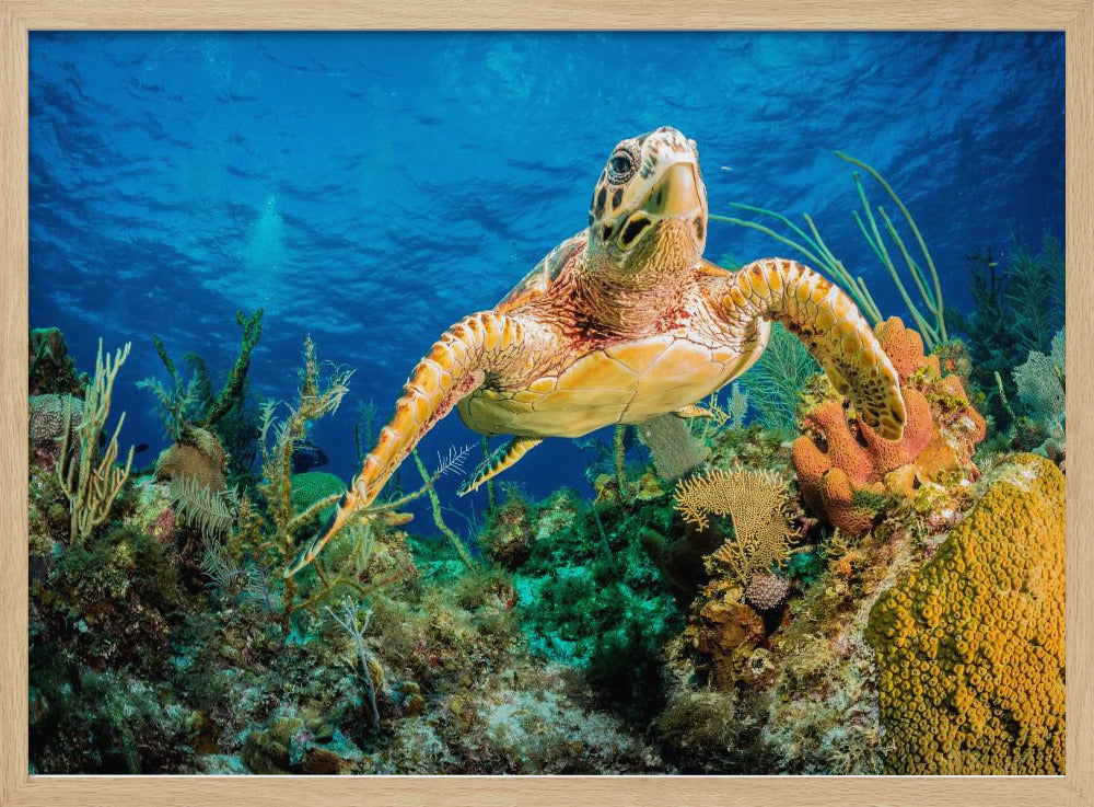 Hawksbill turtle swimming through Caribbean reef | Poster