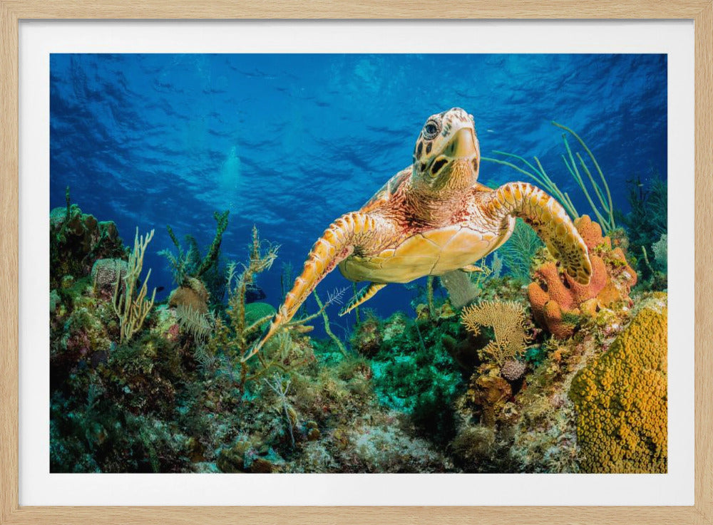 Hawksbill turtle swimming through Caribbean reef | Poster
