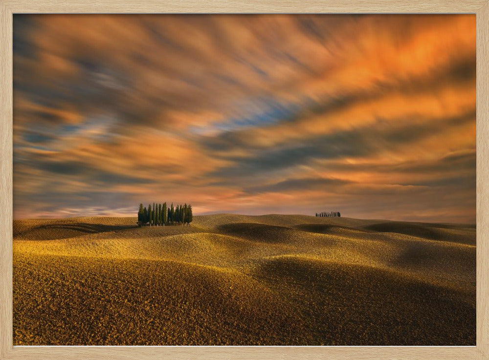 Cypresses... | Poster