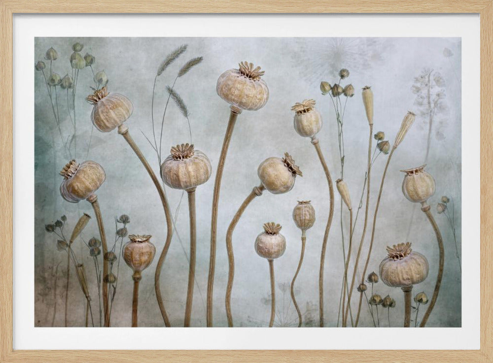 Papaver | Poster
