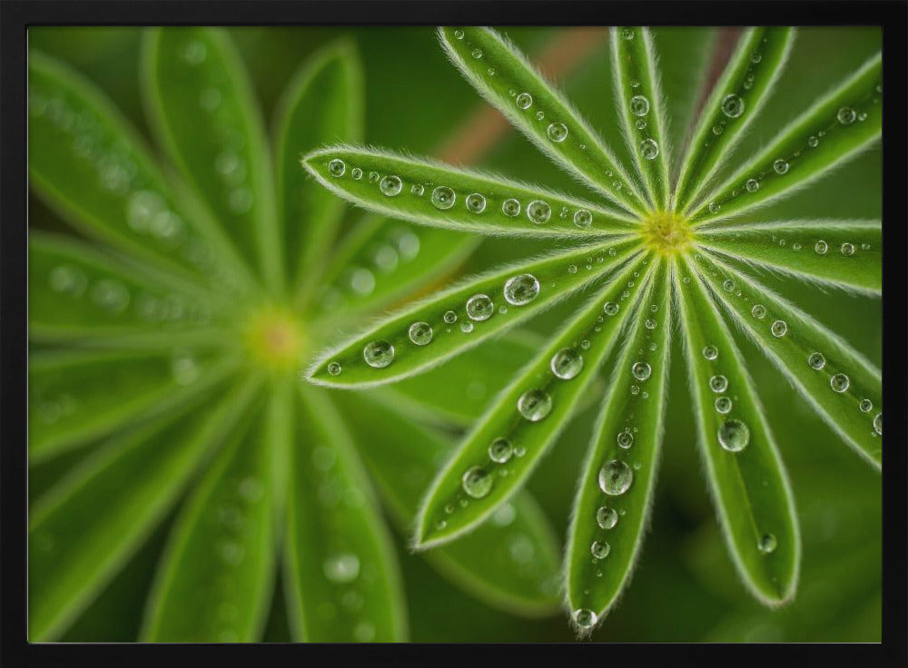 Pearly Lupine | Poster