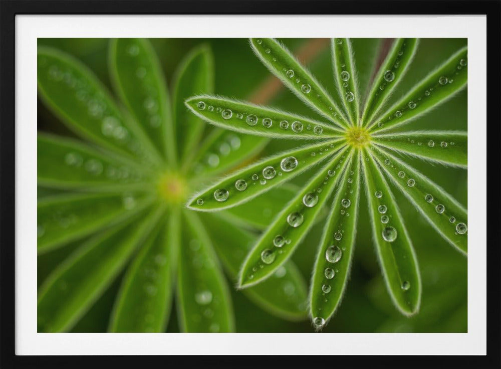 Pearly Lupine | Poster