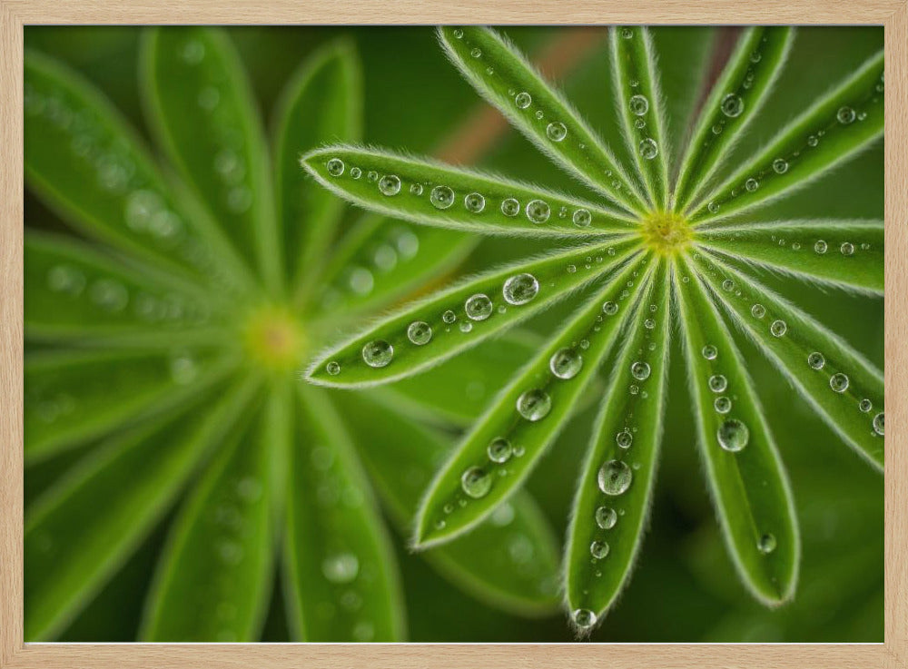 Pearly Lupine | Poster