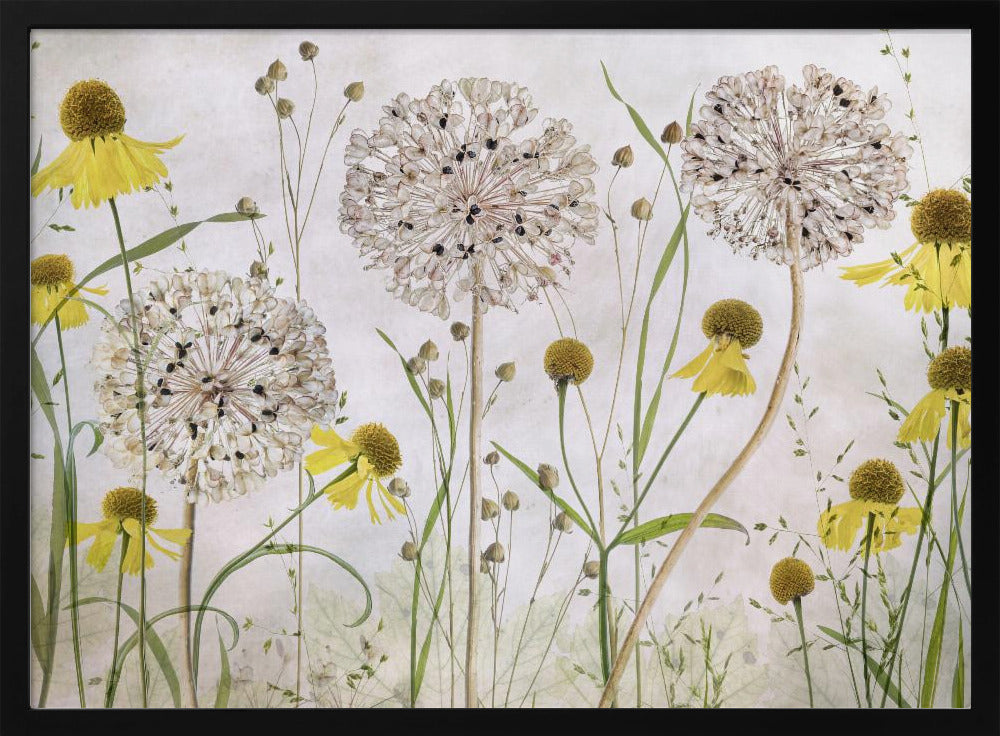 Alliums and heleniums | Poster