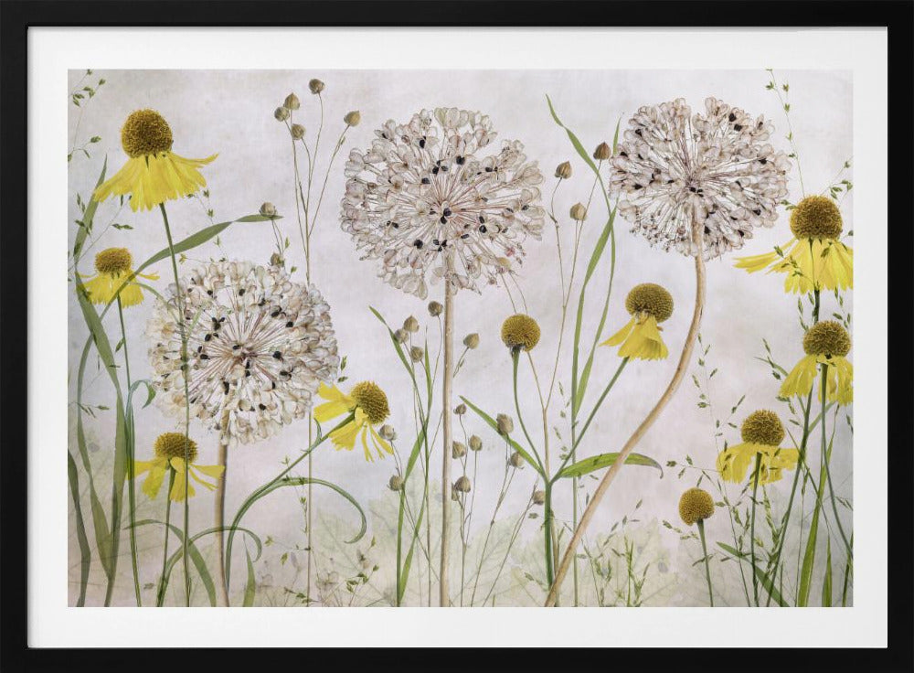 Alliums and heleniums | Poster