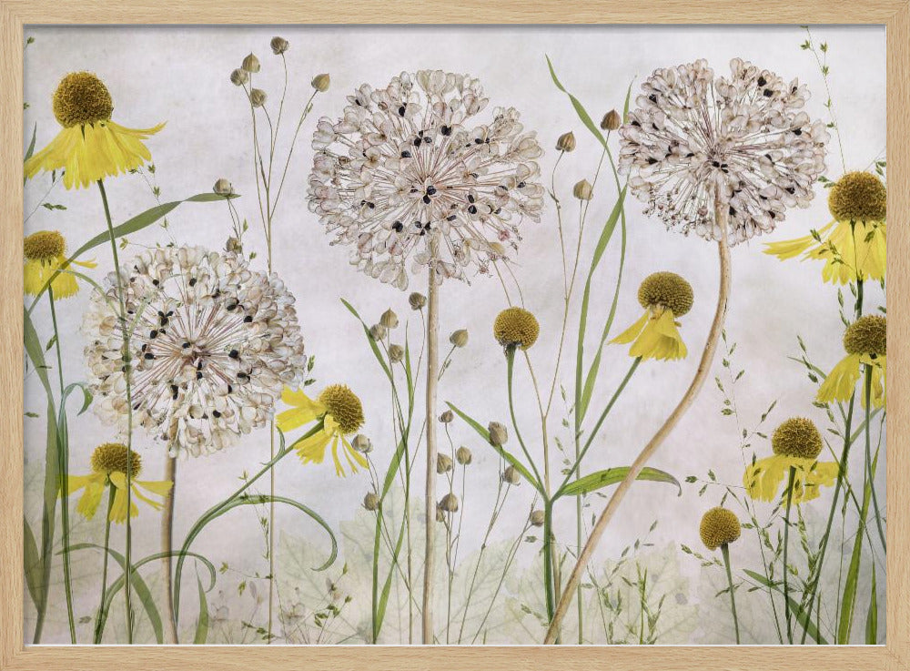 Alliums and heleniums | Poster