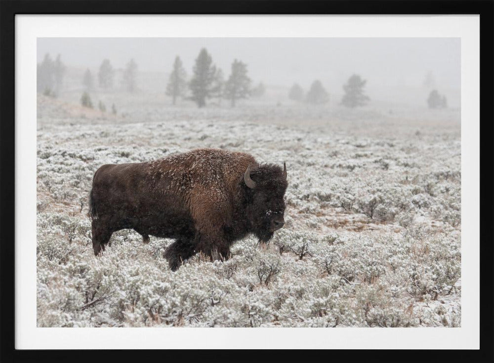 Late Fall Yellowstone | Poster