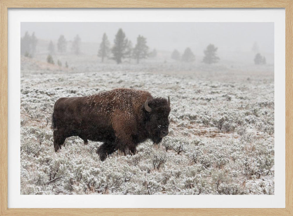 Late Fall Yellowstone | Poster