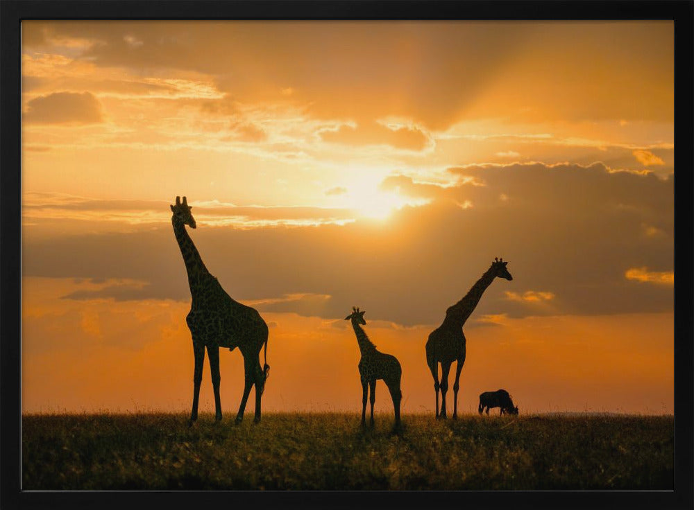 Golden Africa | Poster