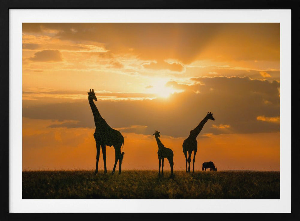 Golden Africa | Poster