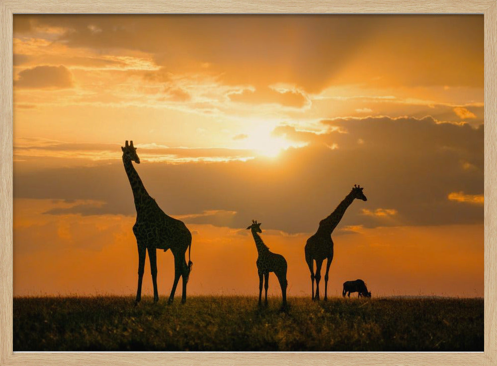 Golden Africa | Poster