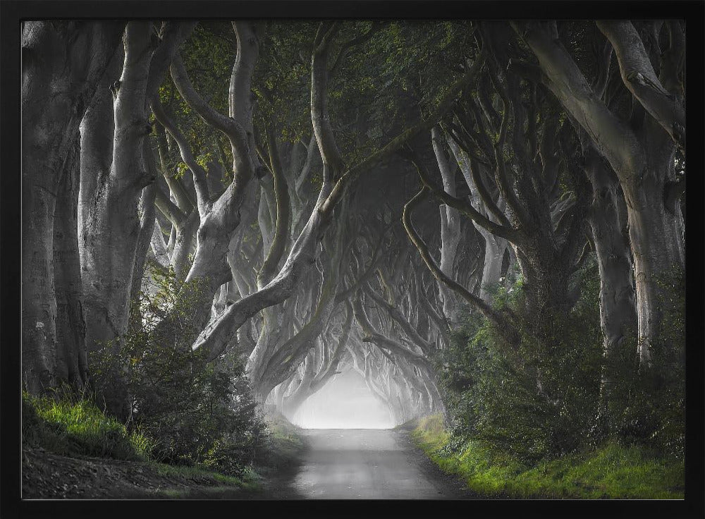 DARK HEDGES | Poster