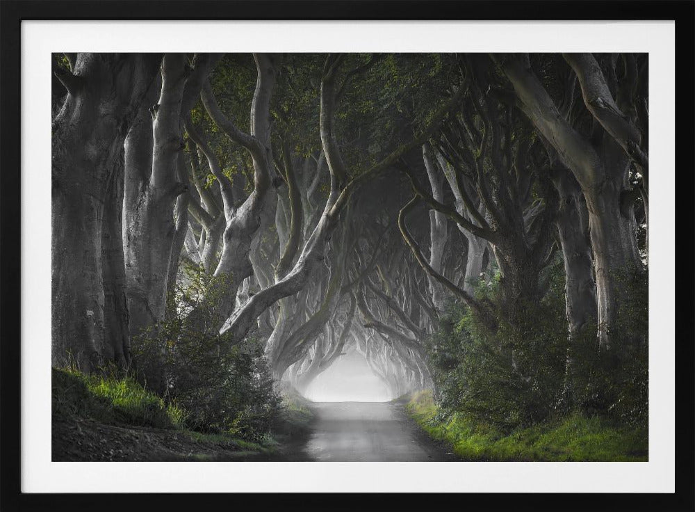 DARK HEDGES | Poster