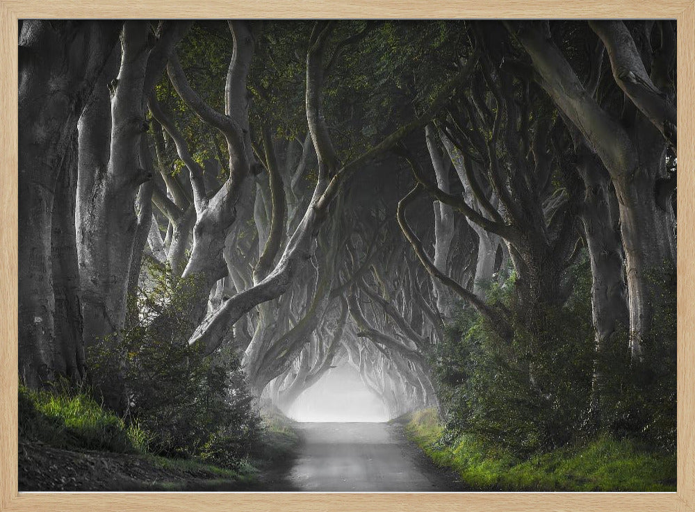 DARK HEDGES | Poster