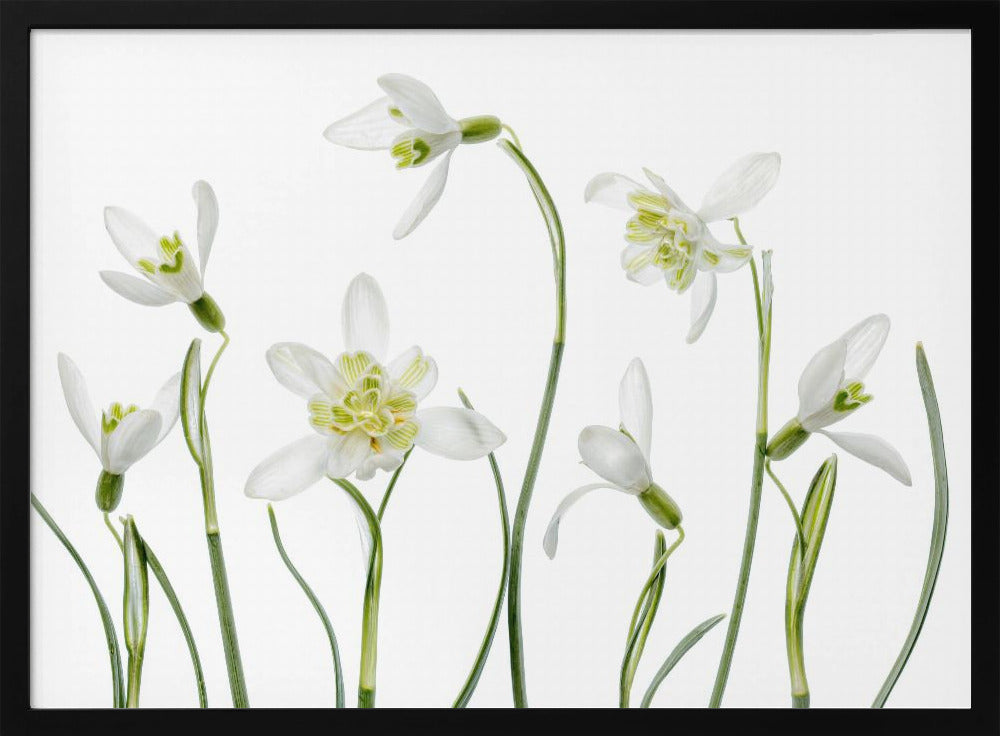 Spring Snowdrops | Poster