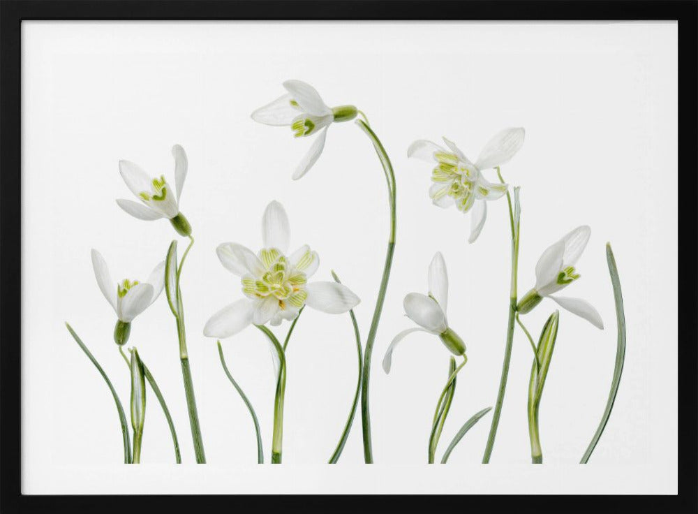 Spring Snowdrops | Poster