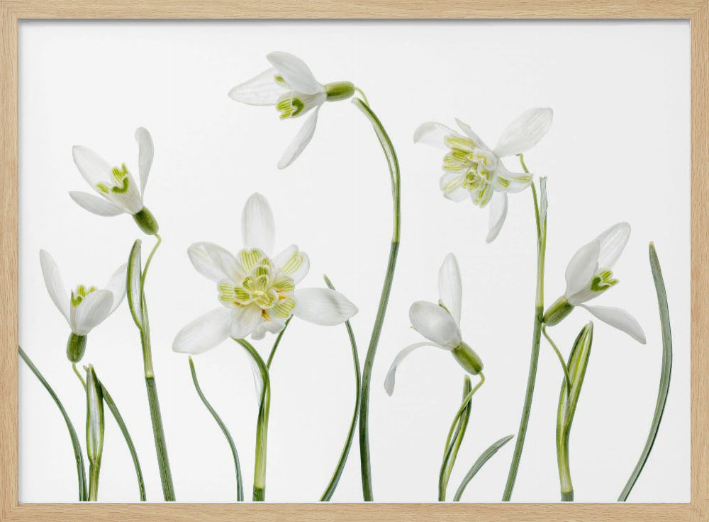 Spring Snowdrops | Poster