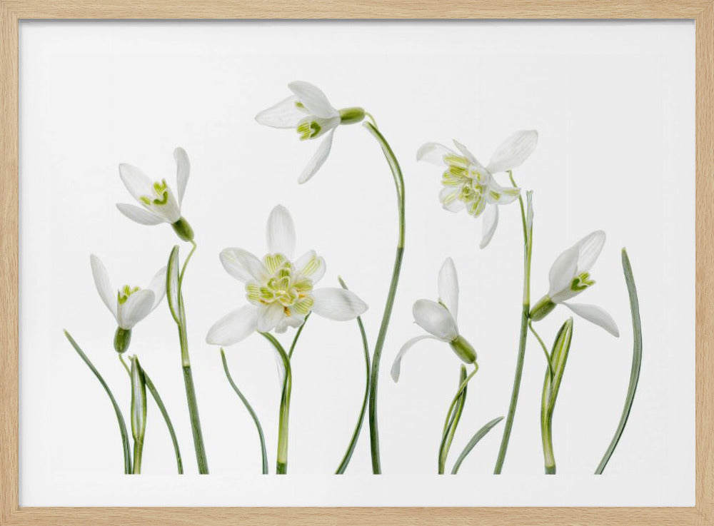 Spring Snowdrops | Poster