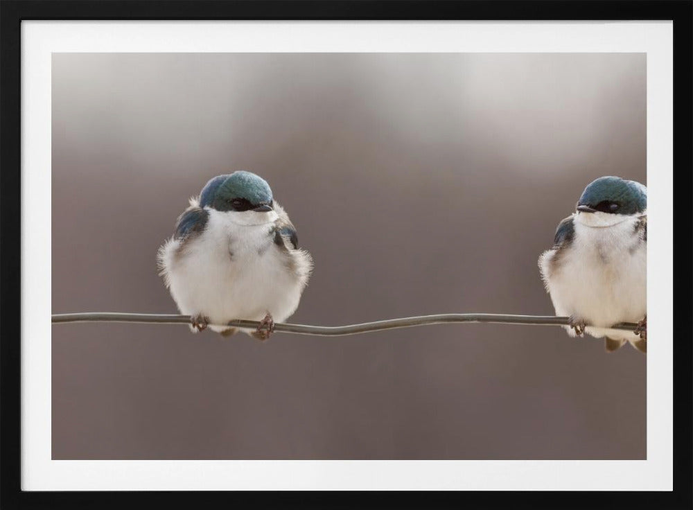 Birds on a wire | Poster