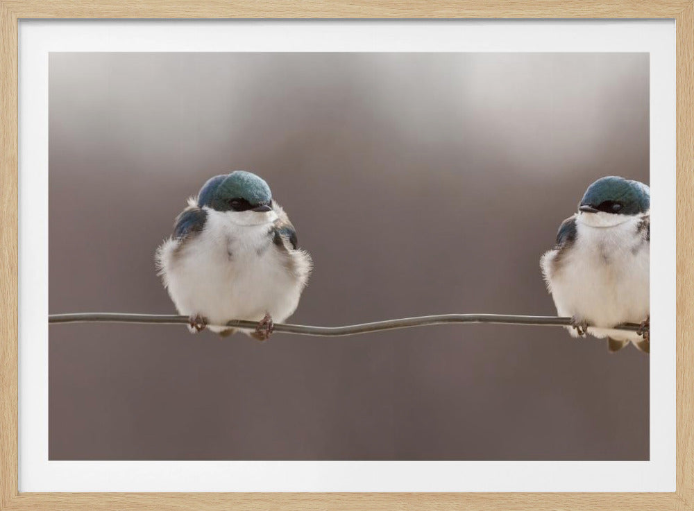Birds on a wire | Poster