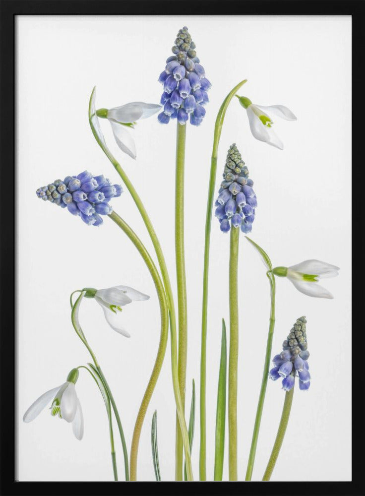 Muscari and Galanthus | Poster