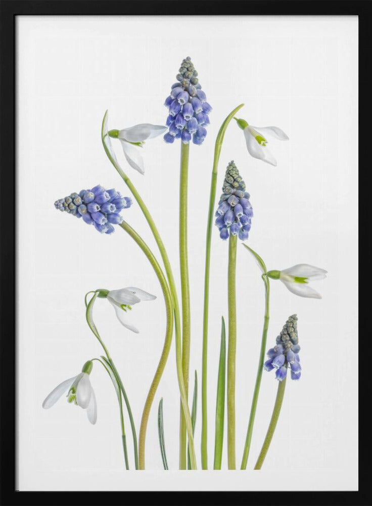 Muscari and Galanthus | Poster