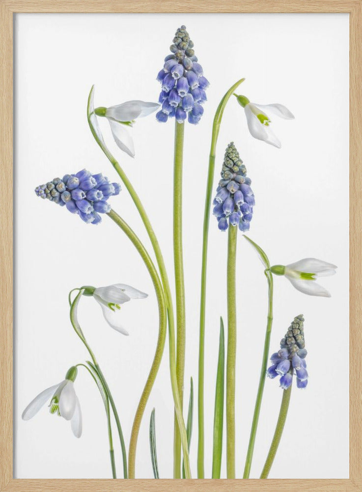 Muscari and Galanthus | Poster