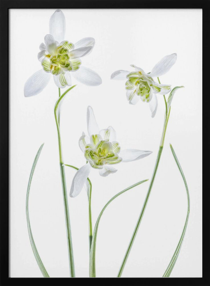 Galanthus Flore Pleno | Poster