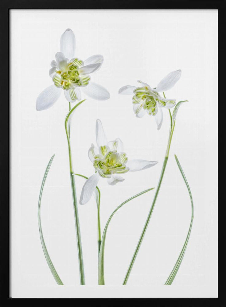 Galanthus Flore Pleno | Poster