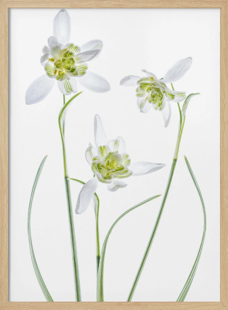 Galanthus Flore Pleno | Poster