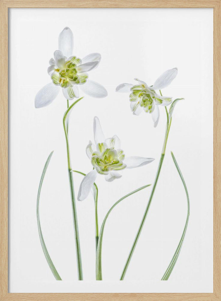 Galanthus Flore Pleno | Poster