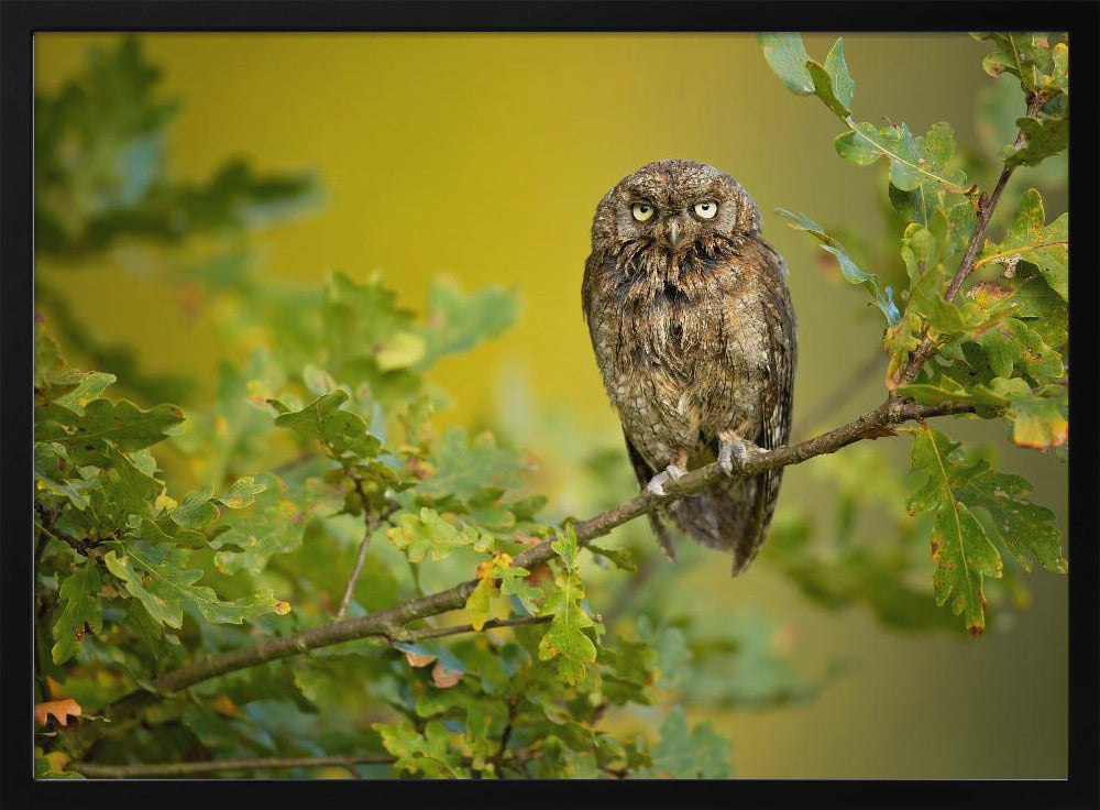 Eurasian Scops Owl | Poster