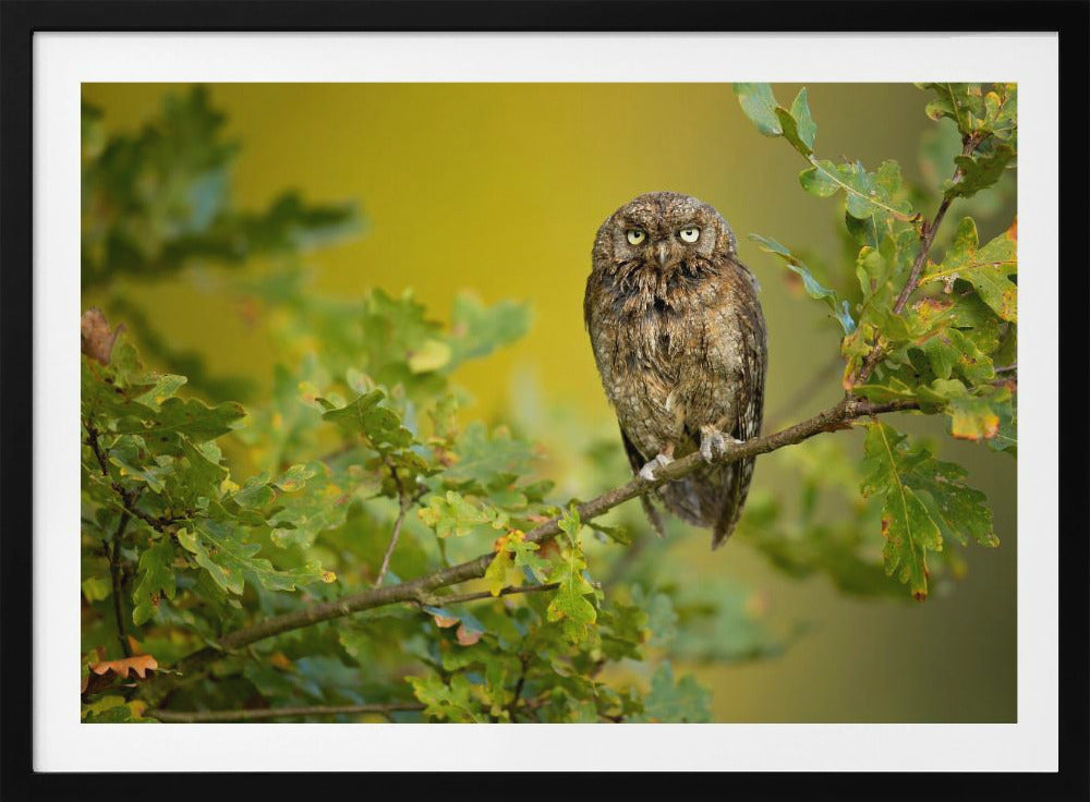 Eurasian Scops Owl | Poster