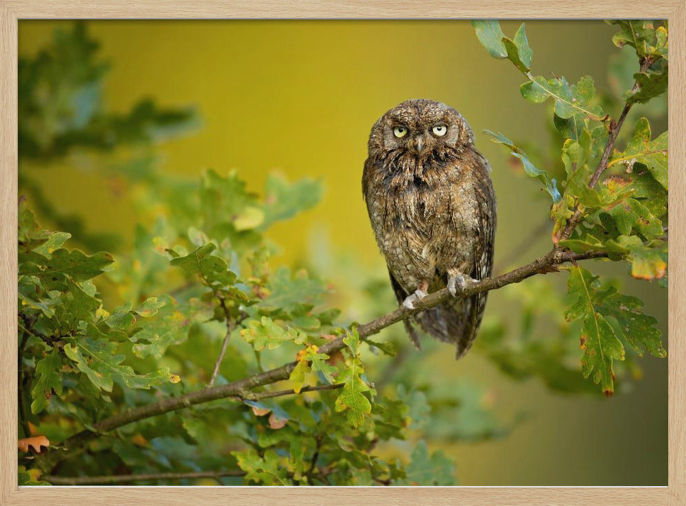 Eurasian Scops Owl | Poster