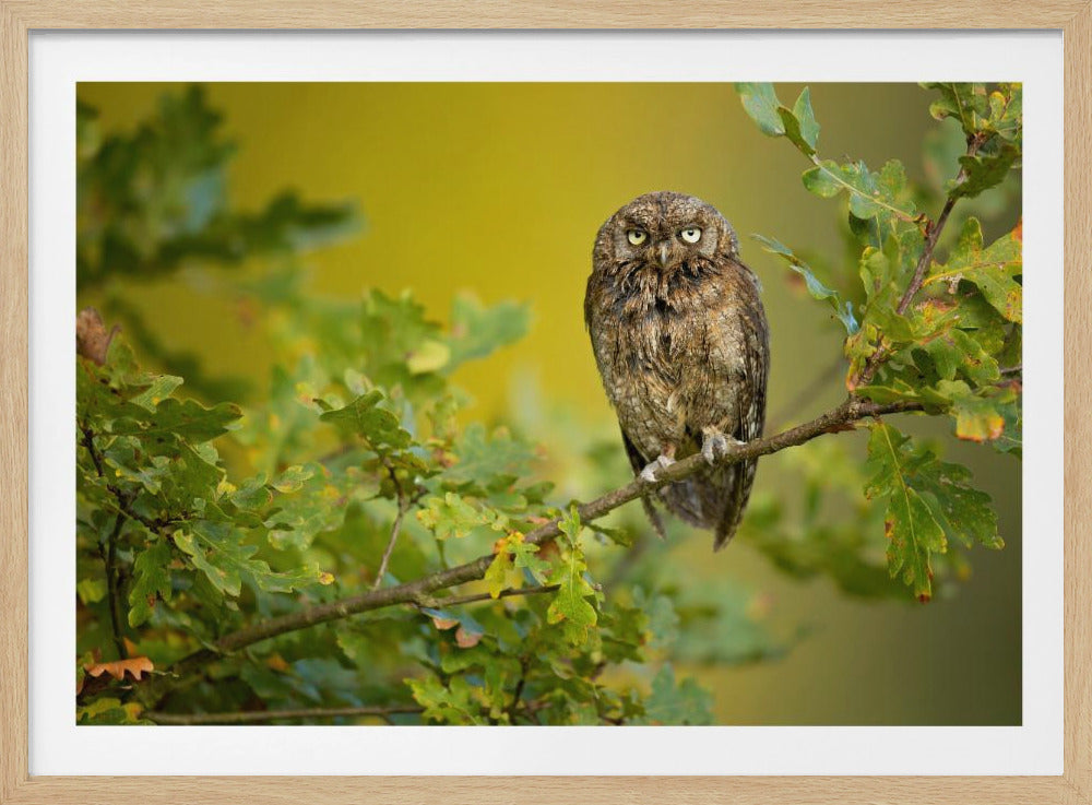 Eurasian Scops Owl | Poster