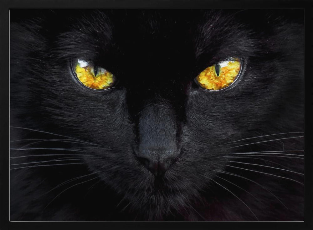 The hypnotist of the night | Poster