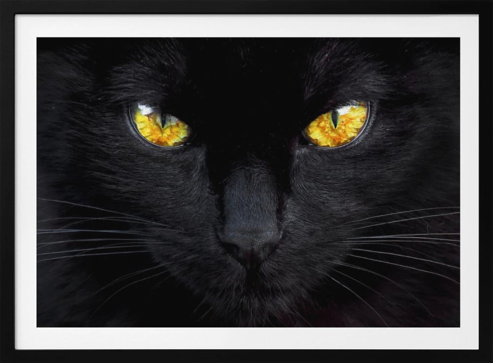 The hypnotist of the night | Poster