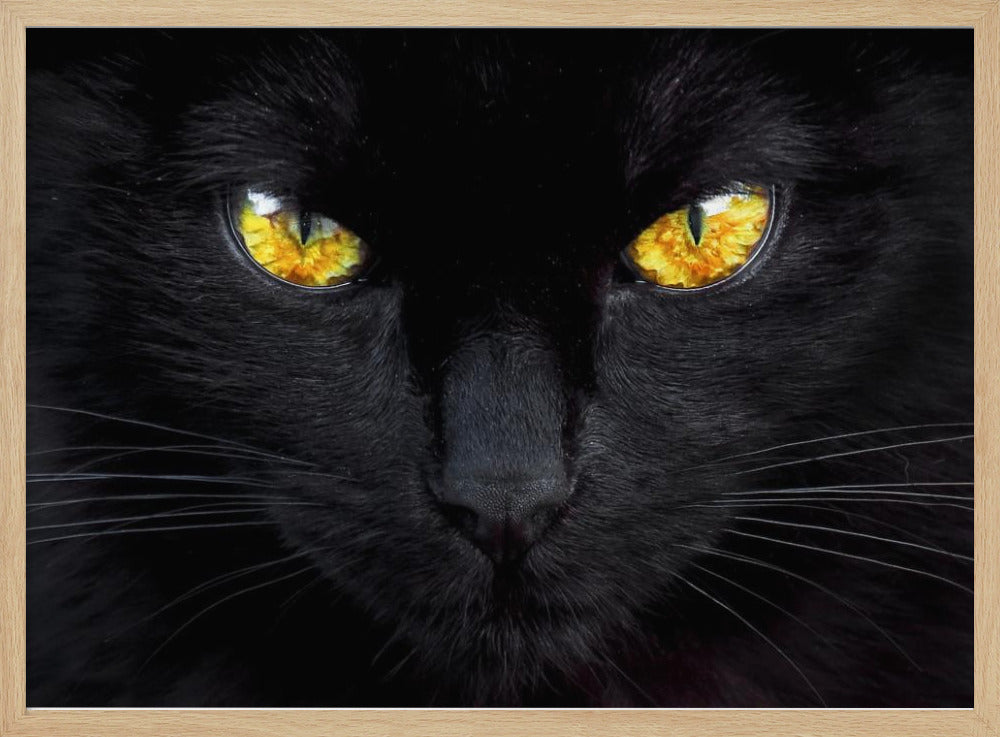 The hypnotist of the night | Poster